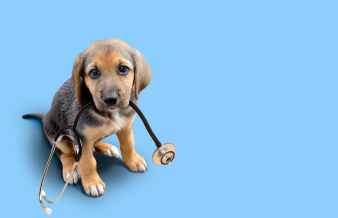Cute puppy with stethascope