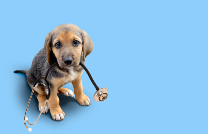 how much is pet insurance for a puppy