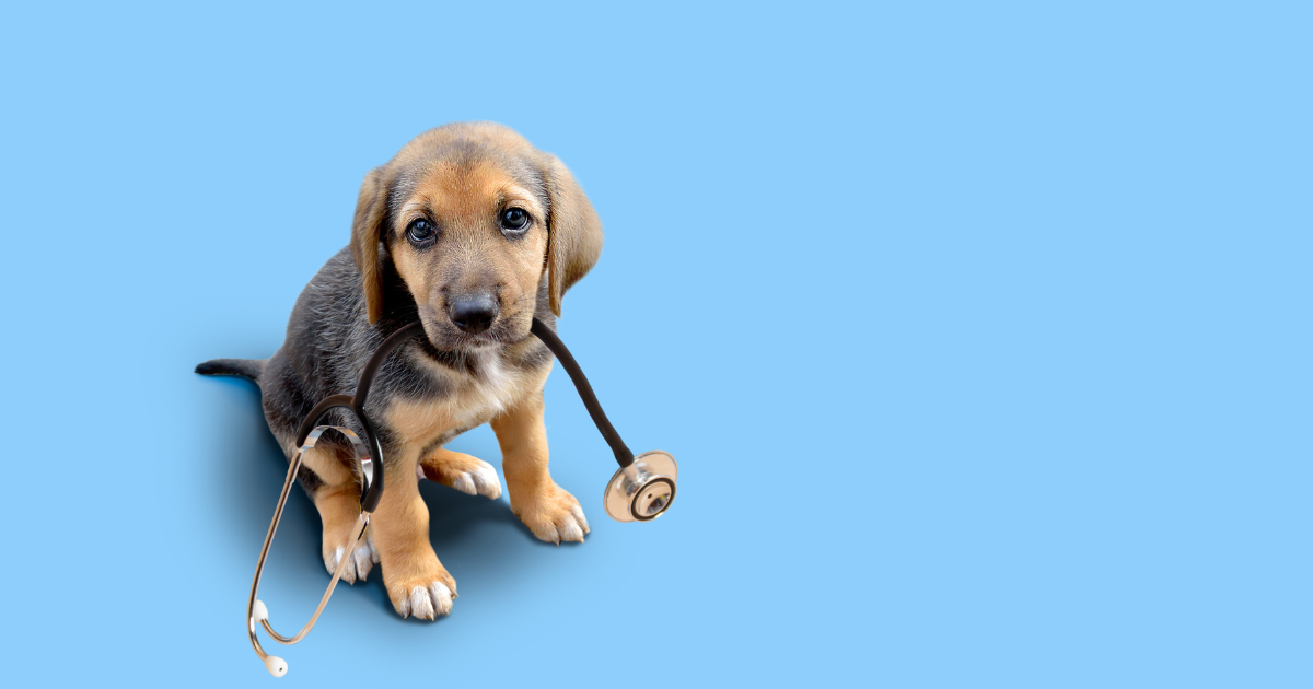Paw-sitive Protection: Why Pet Insurance is a No-Brainer